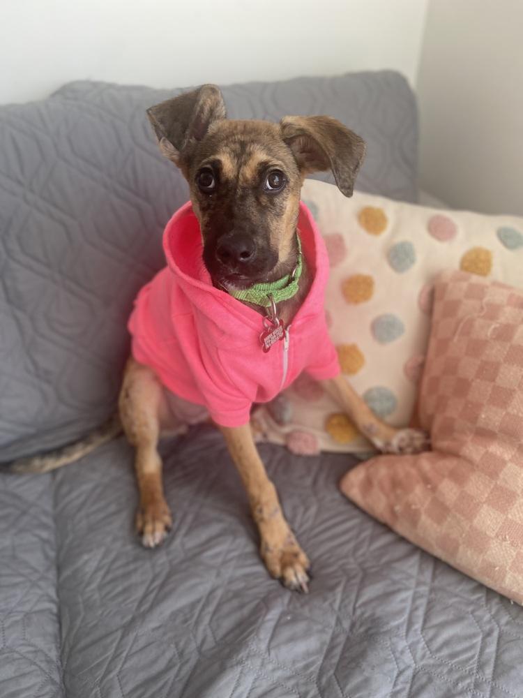 Dublin, a Adoptable mixed breed in Valley Stream, NY image 1/6