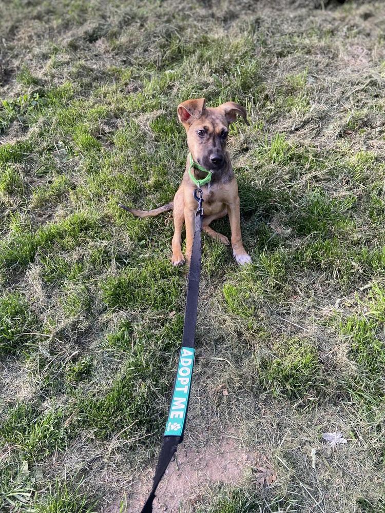 Dublin, a Adoptable mixed breed in Valley Stream, NY image 2/6