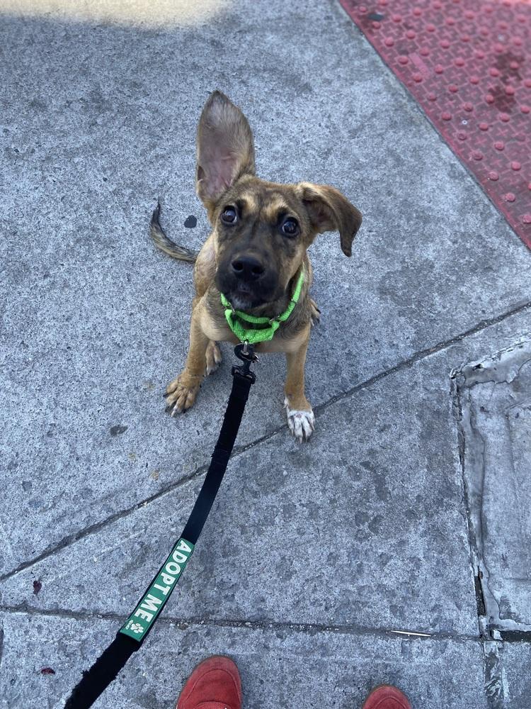 Dublin, a Adoptable mixed breed in Valley Stream, NY image 3/6