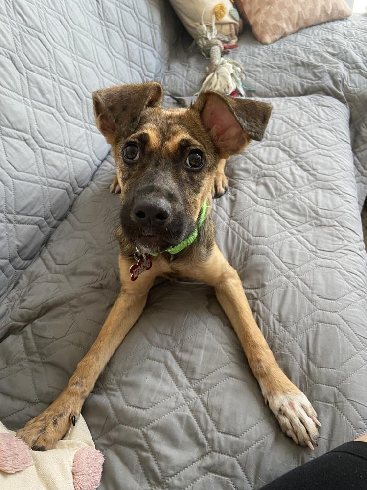 Dublin, a Adoptable mixed breed in Valley Stream, NY image 4/6
