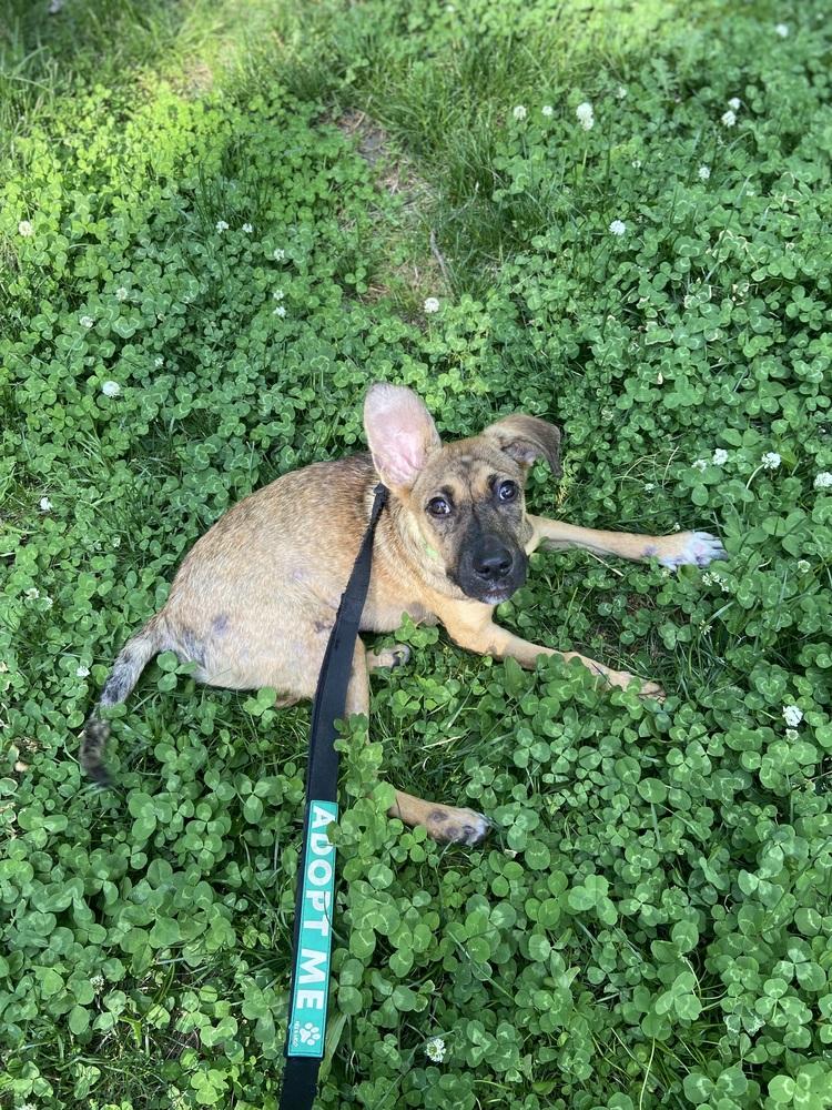 Dublin, a Adoptable mixed breed in Valley Stream, NY image 5/6