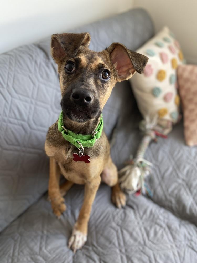 Dublin, a Adoptable mixed breed in Valley Stream, NY image 6/6
