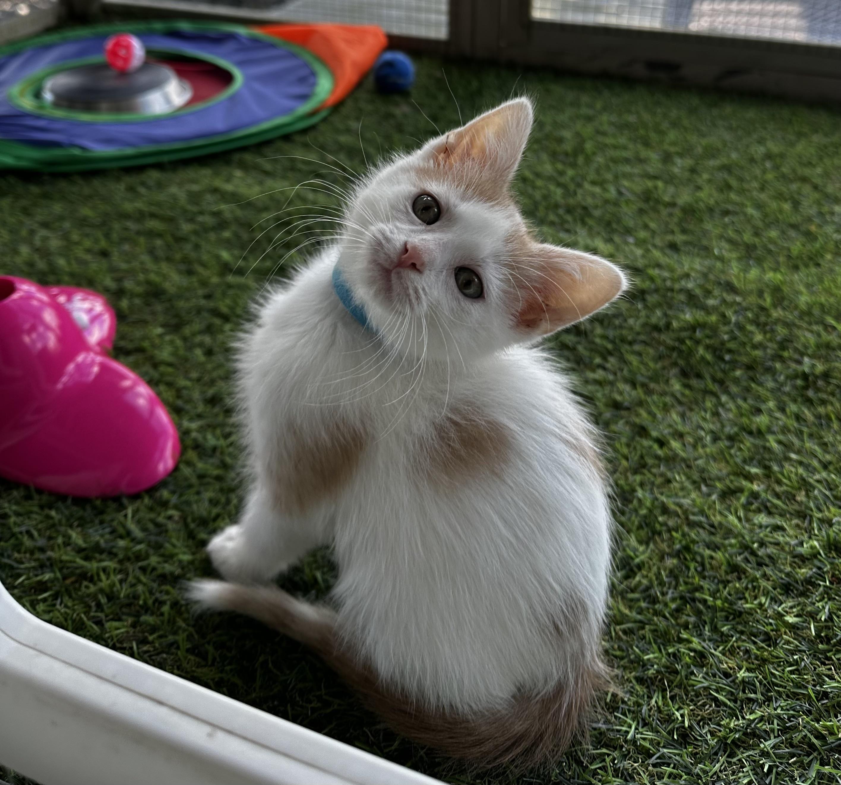 Enlarge Boba, a Adoptable Domestic Short Hair in Minneapolis, MN image 2/3