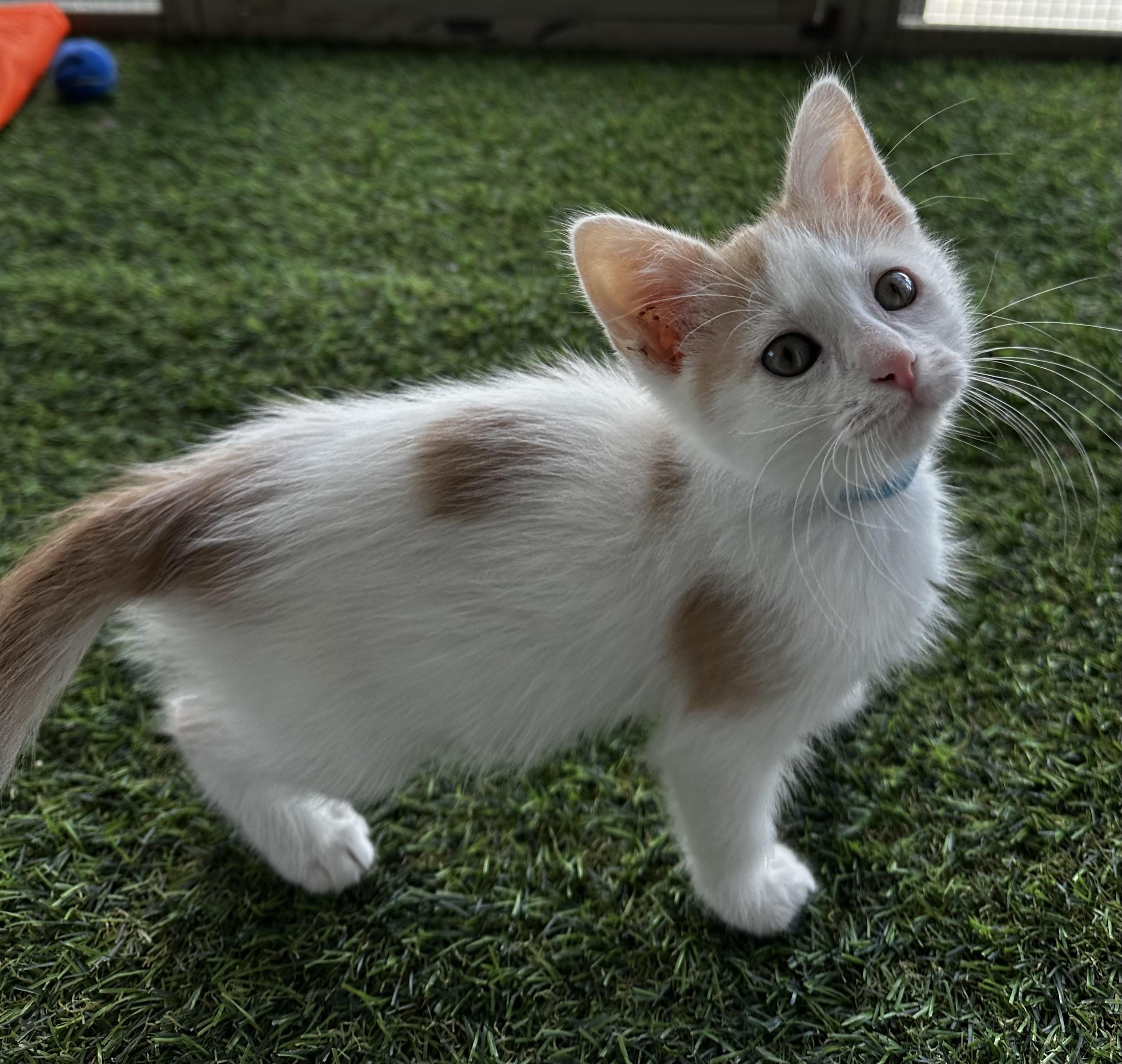 Enlarge Boba, a Adoptable Domestic Short Hair in Minneapolis, MN image 3/3