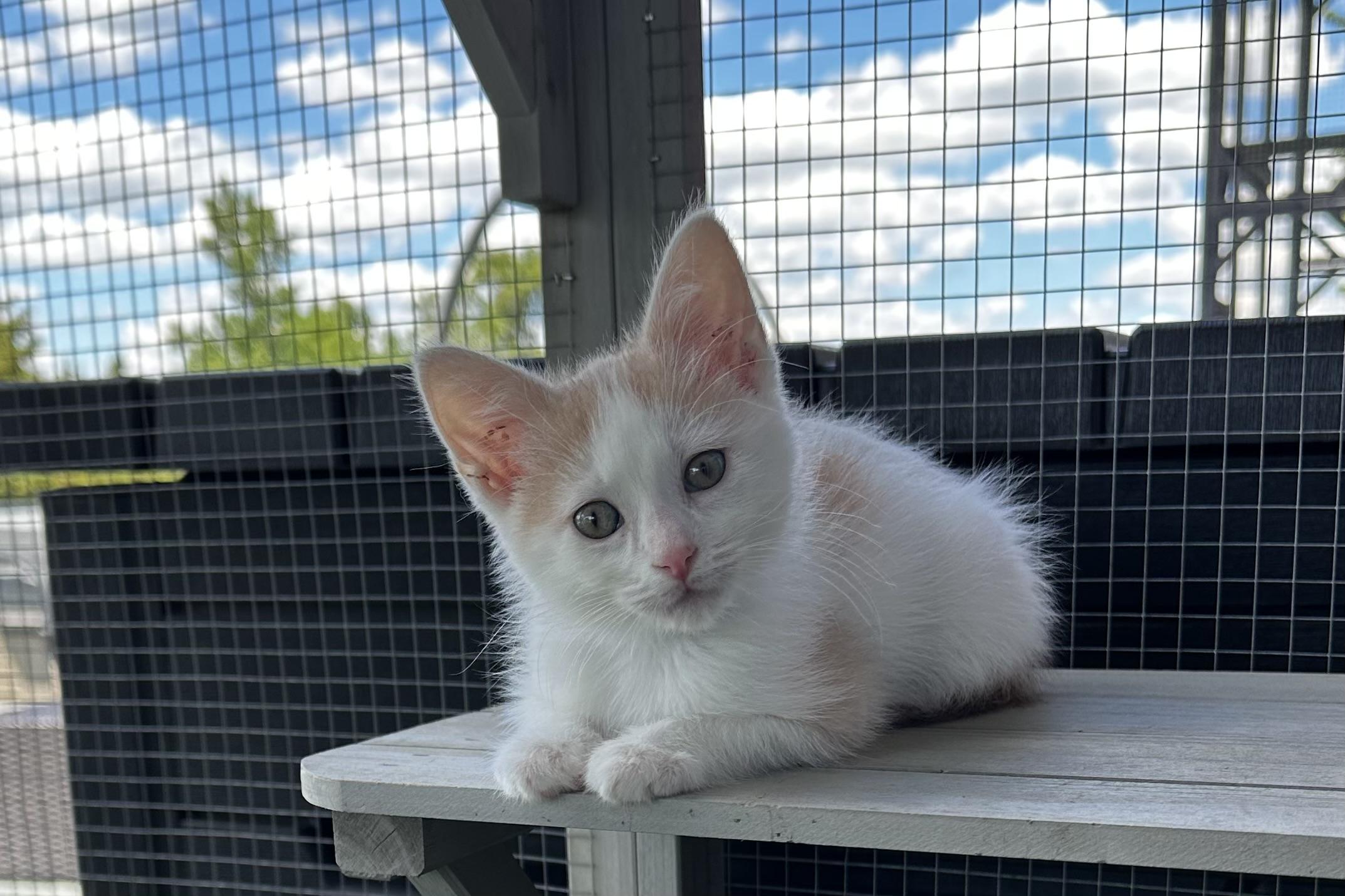 Enlarge Boba, a Adoptable Domestic Short Hair in Minneapolis, MN image 1/3