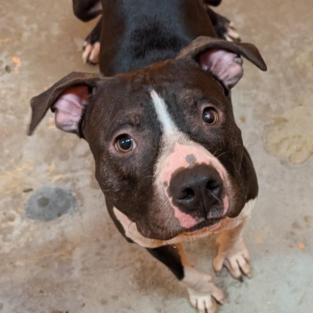 Checkers 4138, Adoptable, Young Male Pit Bull Terrier.