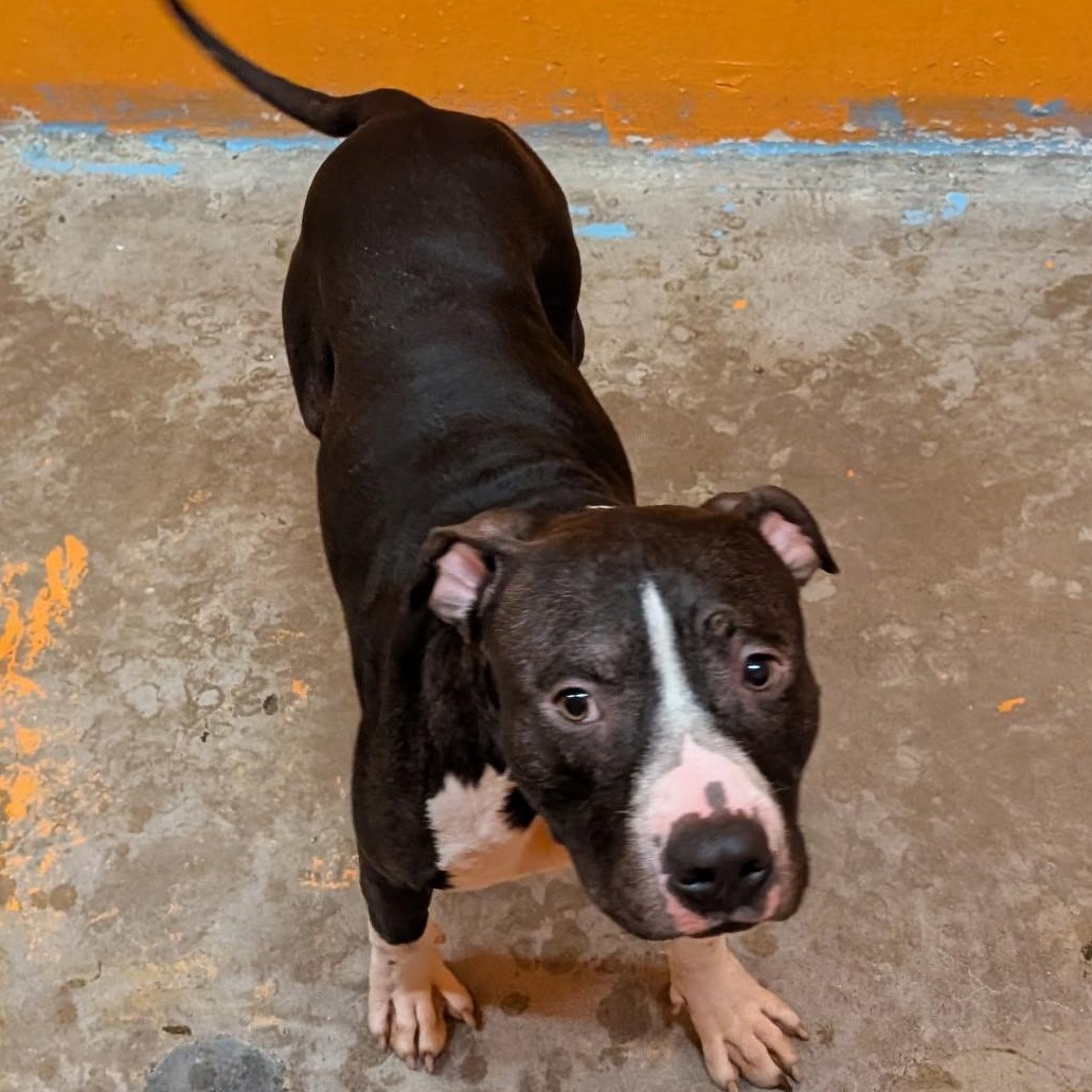 Checkers 4138, a Adoptable mixed breed in Phoenix, AZ image 2/2