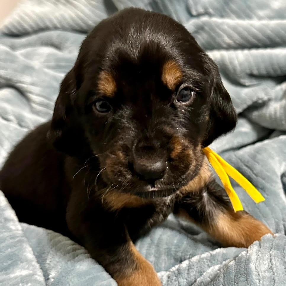 Rory, adopted, Puppy Female Black and Tan Coonhound.