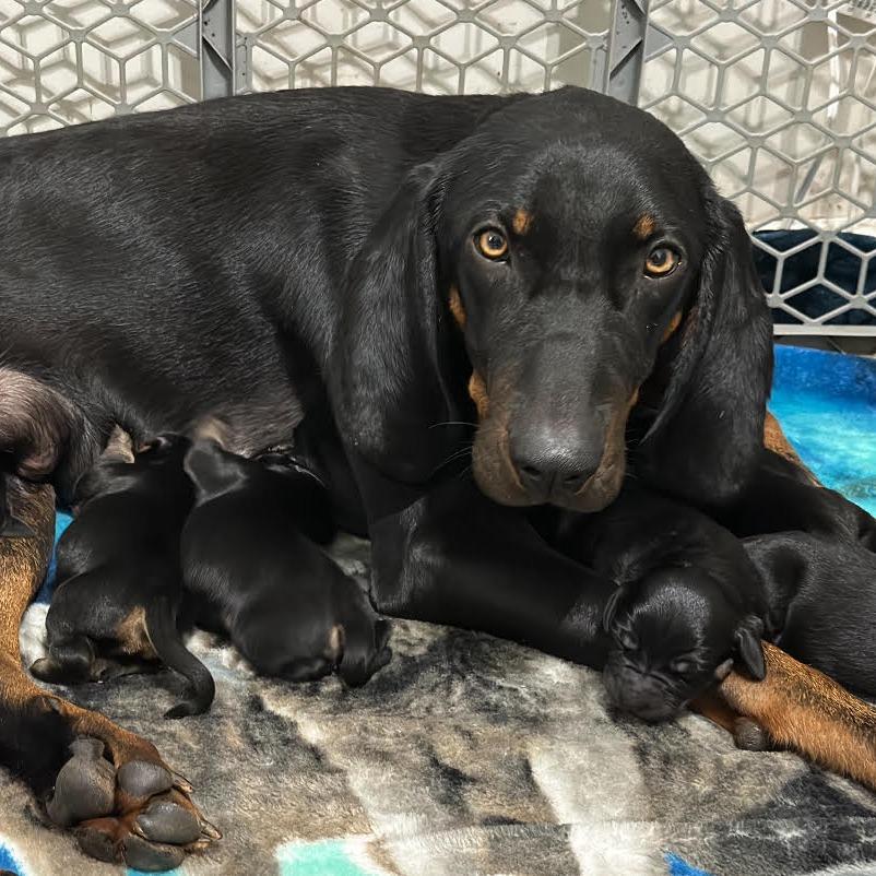 Enlarge Rory, an adopted mixed breed in Stokesdale, NC image 2/2