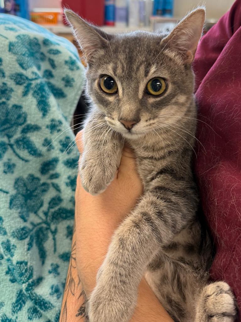 Enlarge Neapolitan, a Adoptable mixed breed in Vacaville, CA image 1/1