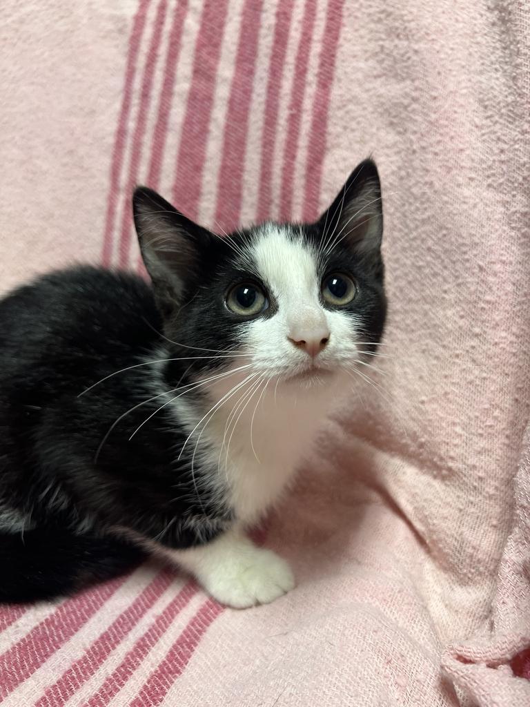 Wendy, ADOPTABLE, Young Female Domestic Short Hair.
