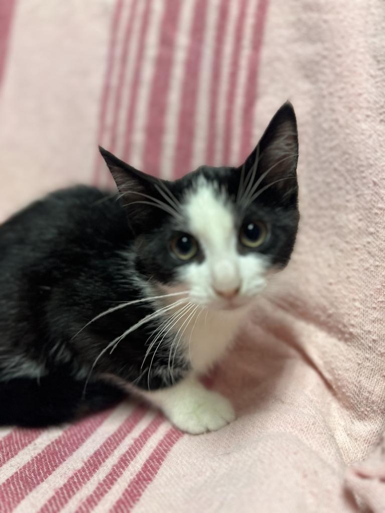 Wendy, a ADOPTABLE Domestic Short Hair in Jackson, MI image 3/4
