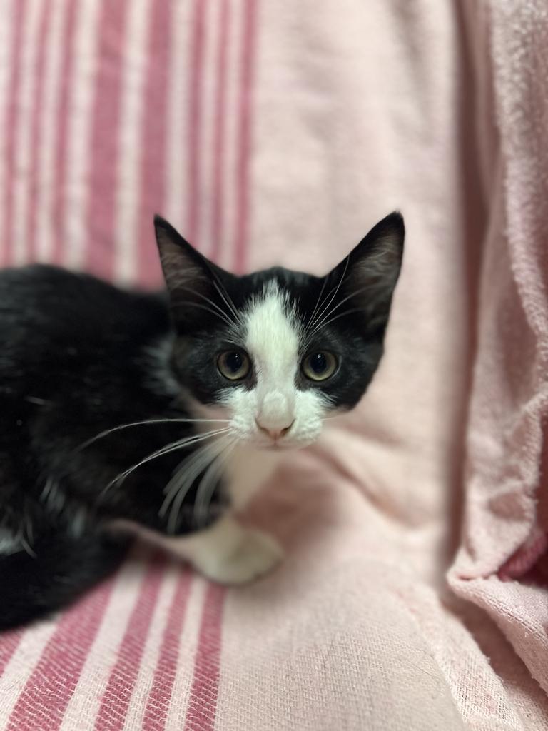 Wendy, a ADOPTABLE Domestic Short Hair in Jackson, MI image 2/4