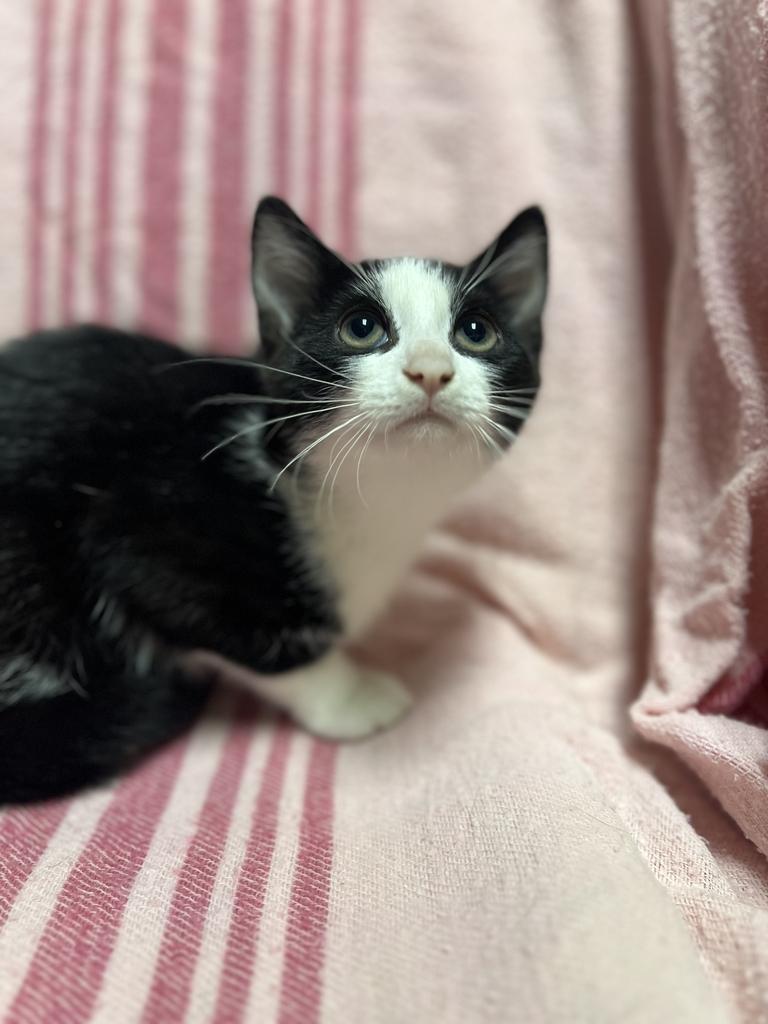 Wendy, a ADOPTABLE Domestic Short Hair in Jackson, MI image 4/4