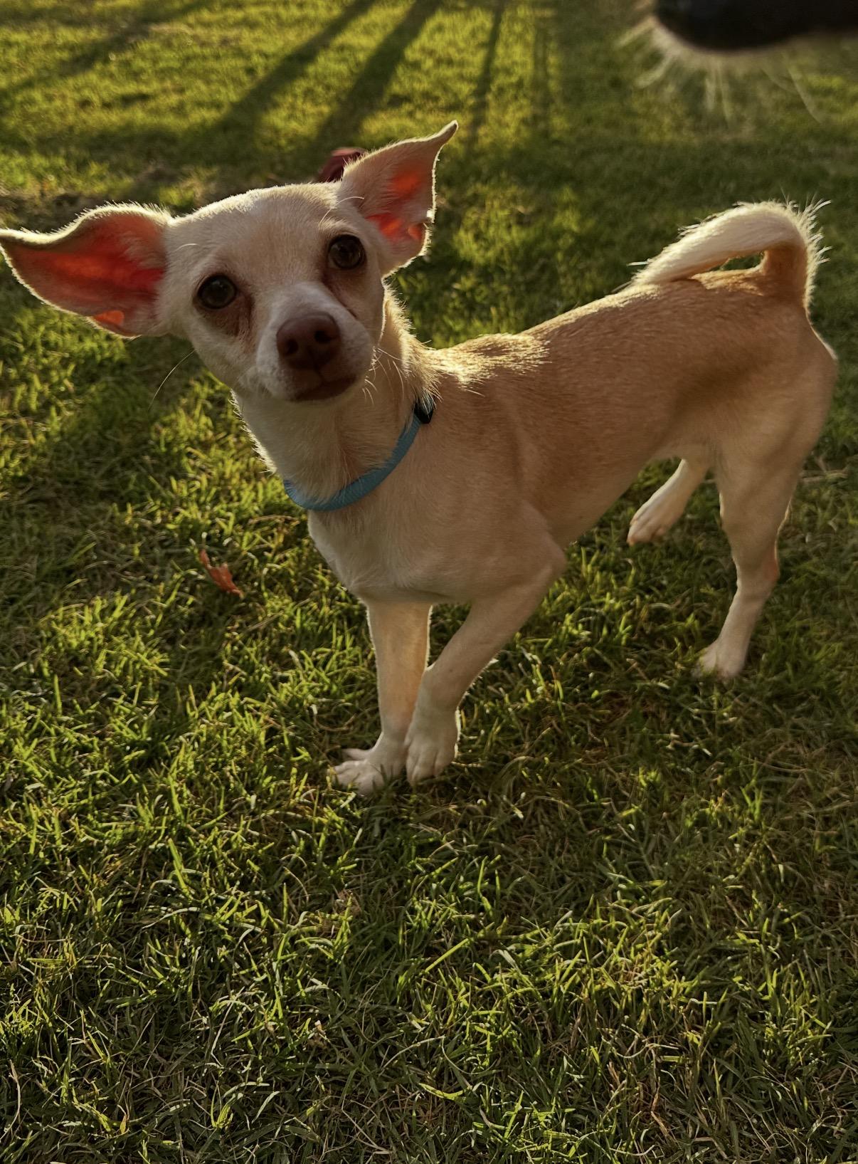 Peppa, ADOPTABLE, Adult Female Chiweenie & Chihuahua.