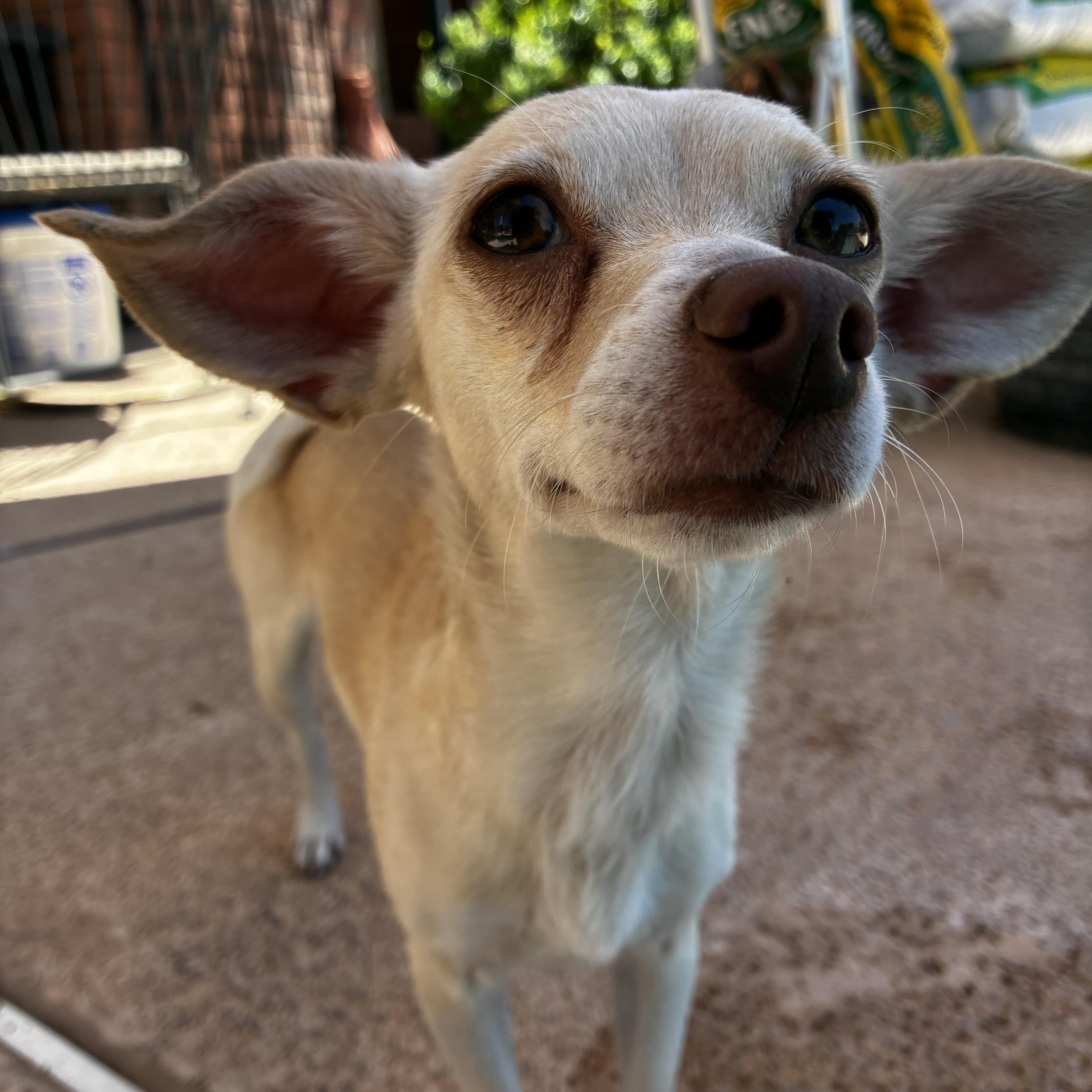 Enlarge Peppa, a ADOPTABLE mixed breed in Gilbert, AZ image 4/6