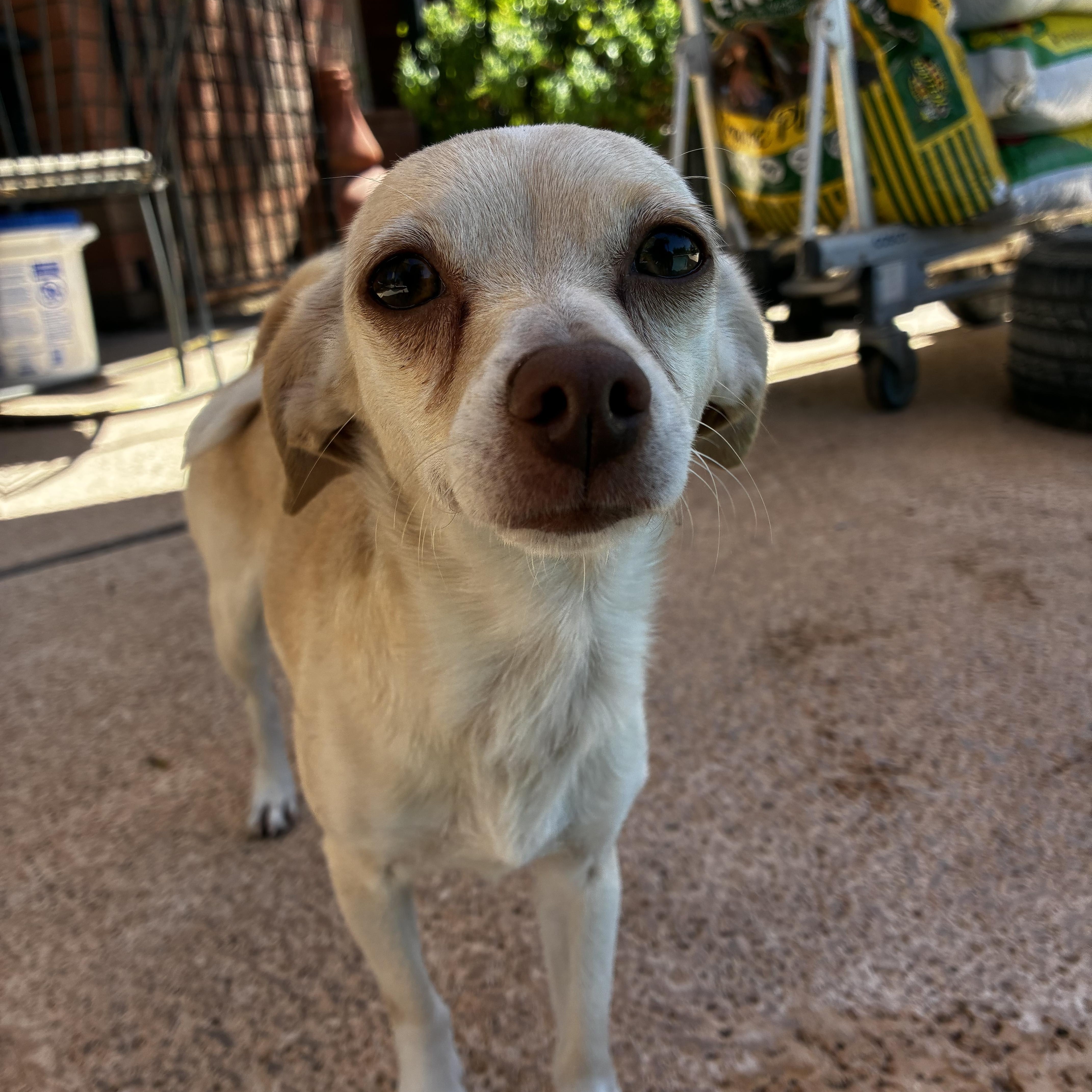 Enlarge Peppa, a ADOPTABLE mixed breed in Gilbert, AZ image 3/6