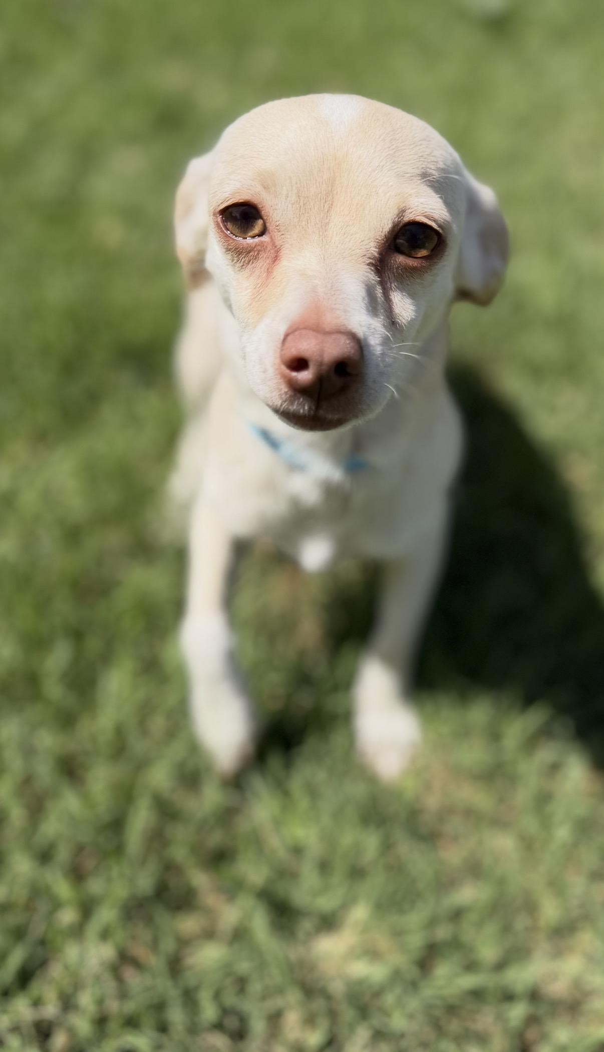 Enlarge Peppa, a ADOPTABLE mixed breed in Gilbert, AZ image 5/6