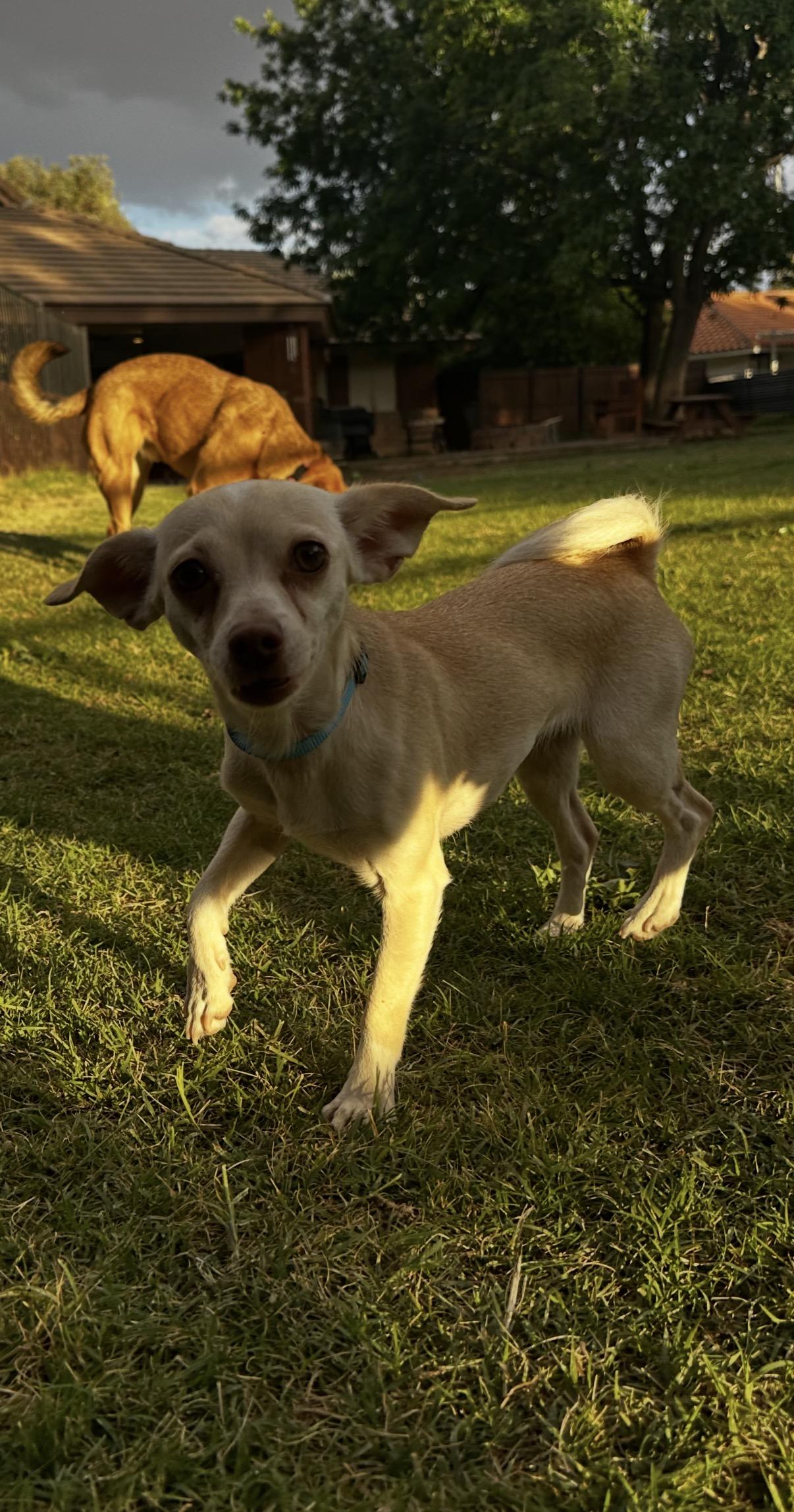 Enlarge Peppa, a ADOPTABLE mixed breed in Gilbert, AZ image 6/6