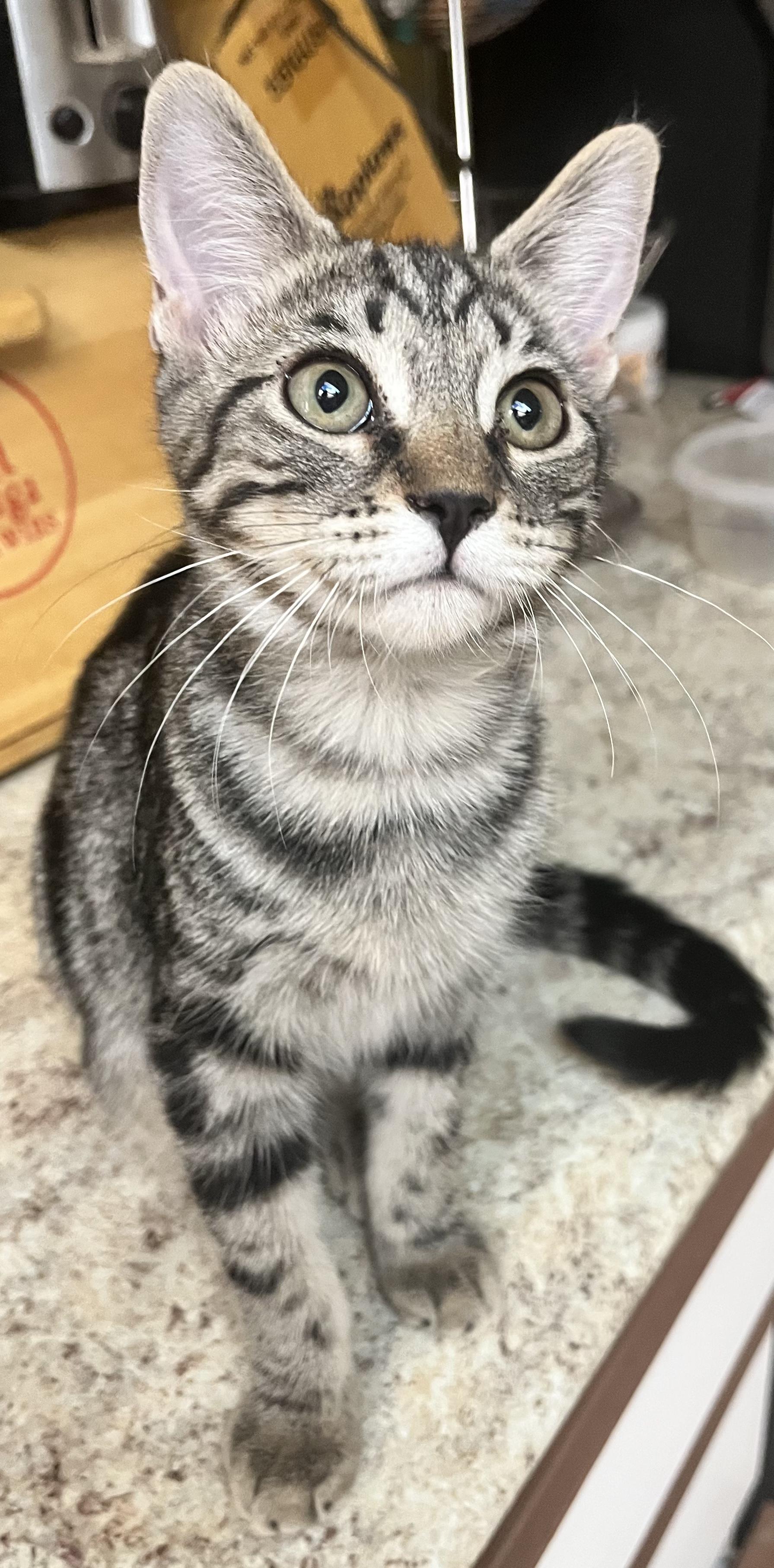 Enlarge Hedy Lamar, a Adoptable mixed breed in Youngtown, AZ image 1/1