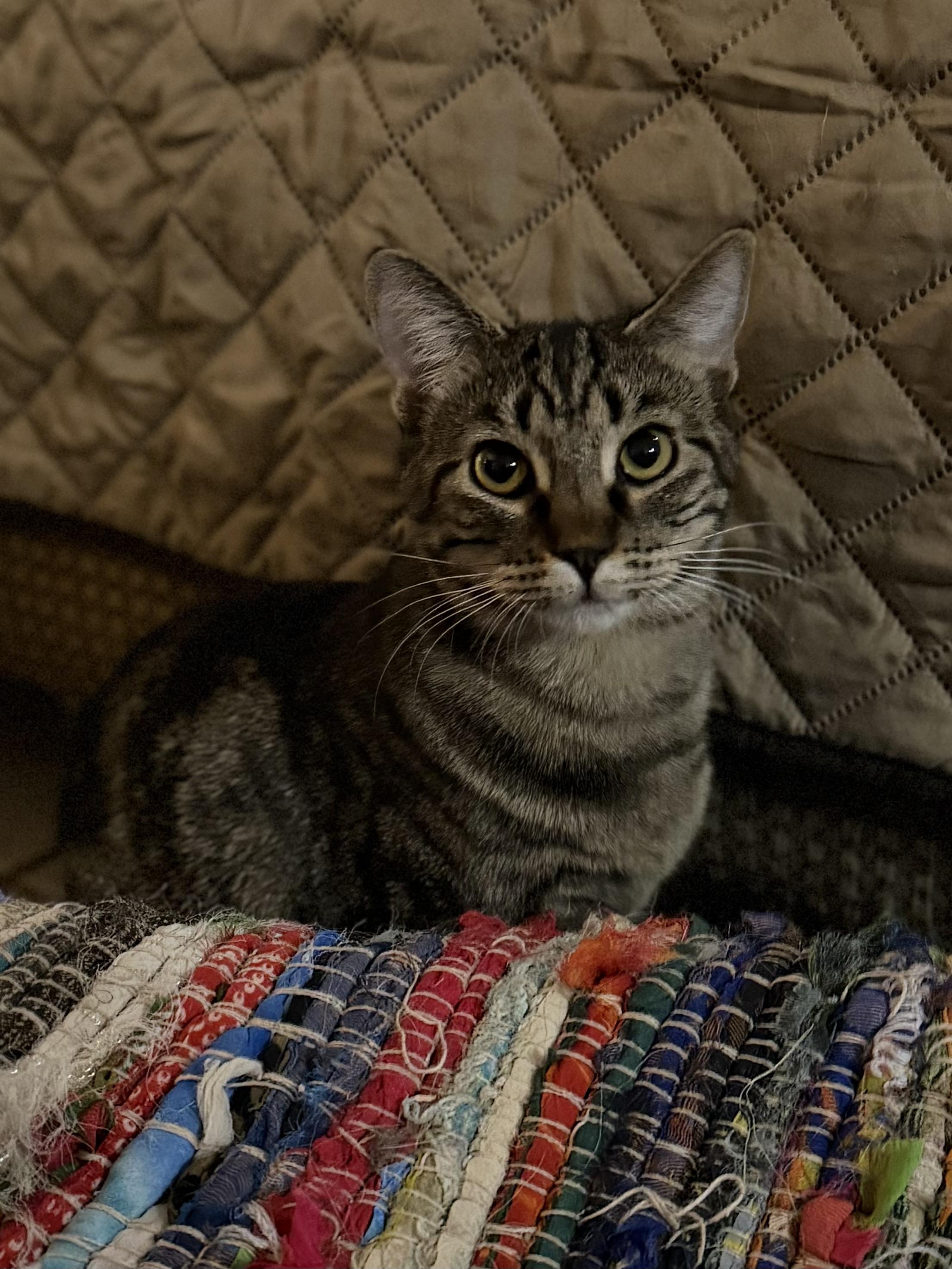 Enlarge Hedy Lamar, a Adoptable mixed breed in Youngtown, AZ image 1/1