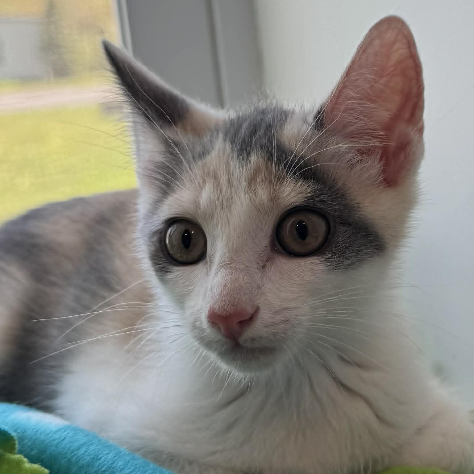 Enlarge Wily Kat, a ADOPTABLE American Shorthair in Danbury, CT image 2/4