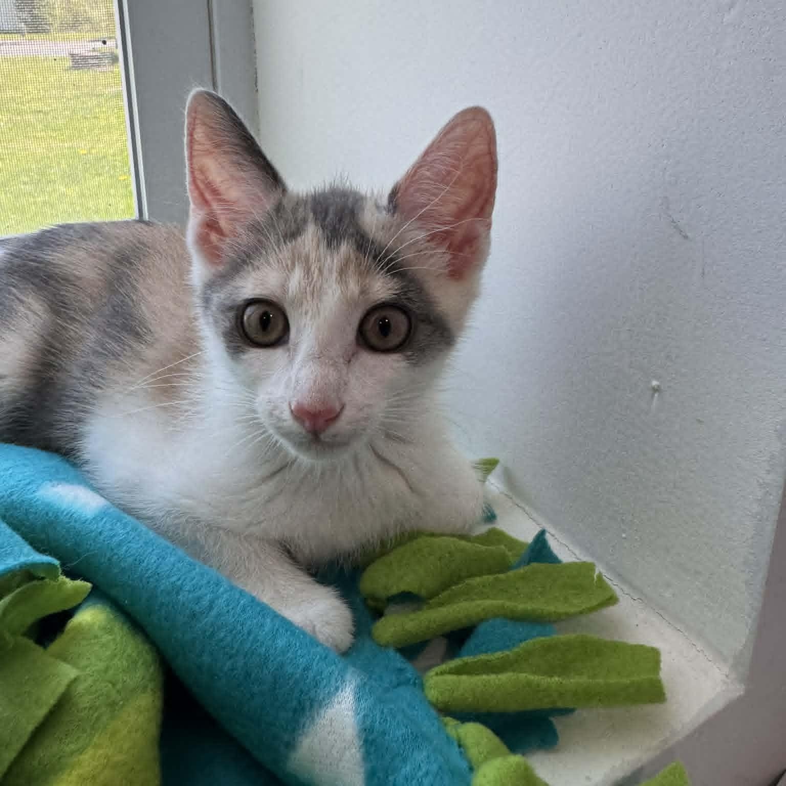 Enlarge Wily Kat, a ADOPTABLE American Shorthair in Danbury, CT image 3/4