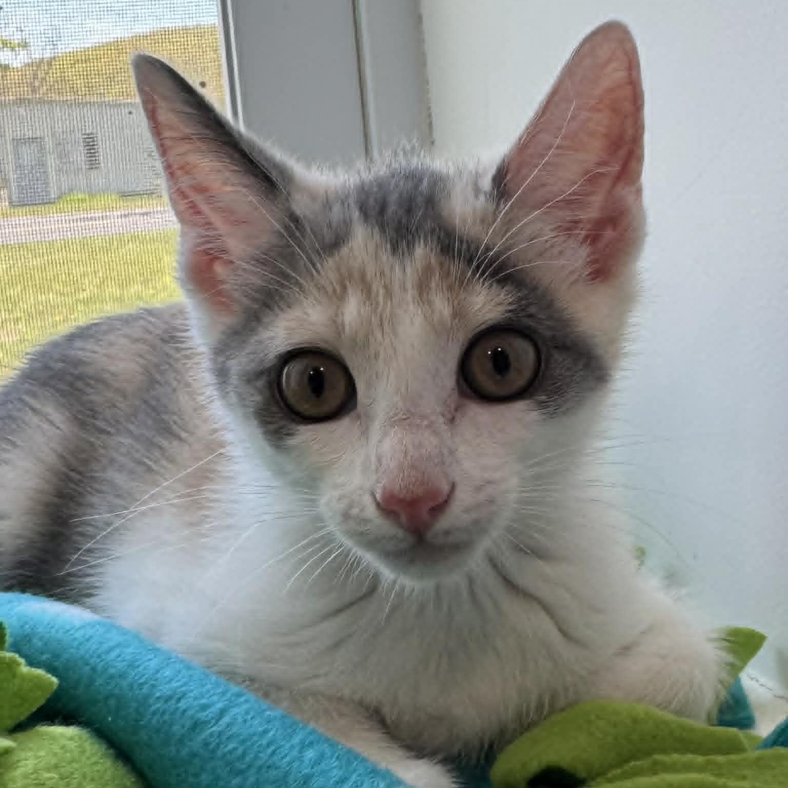 Wily Kat, ADOPTABLE, Kitten Female American Shorthair.