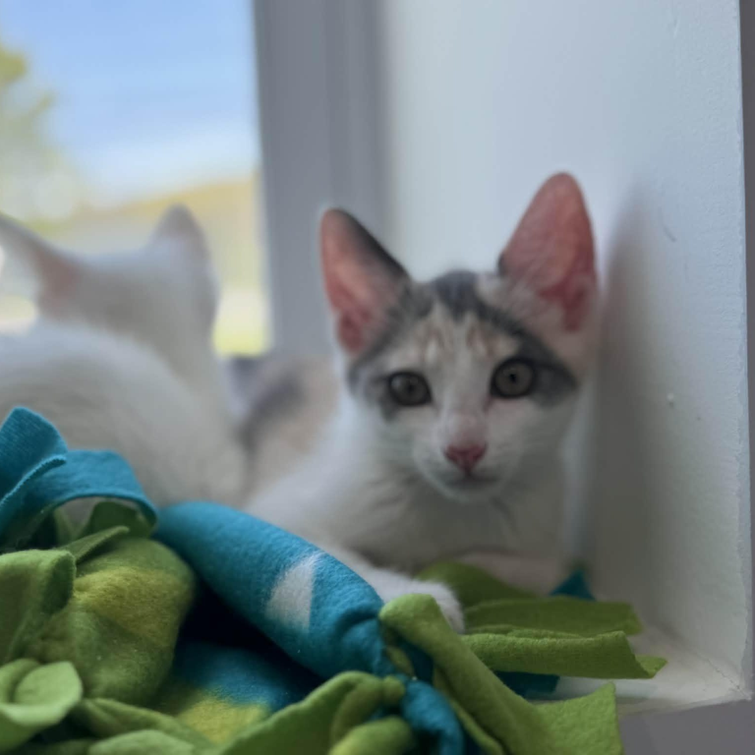Enlarge Wily Kat, a ADOPTABLE American Shorthair in Danbury, CT image 4/4