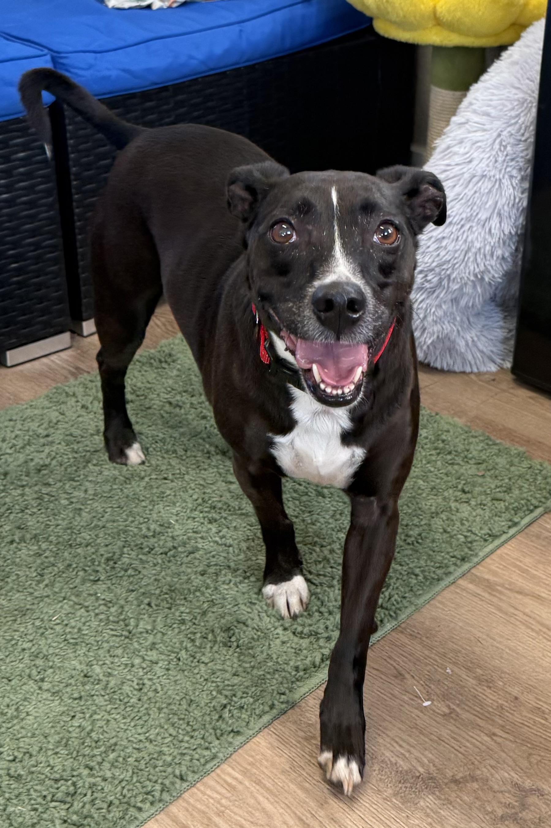Enlarge Midge, a Adoptable mixed breed in Plant City, FL image 2/6