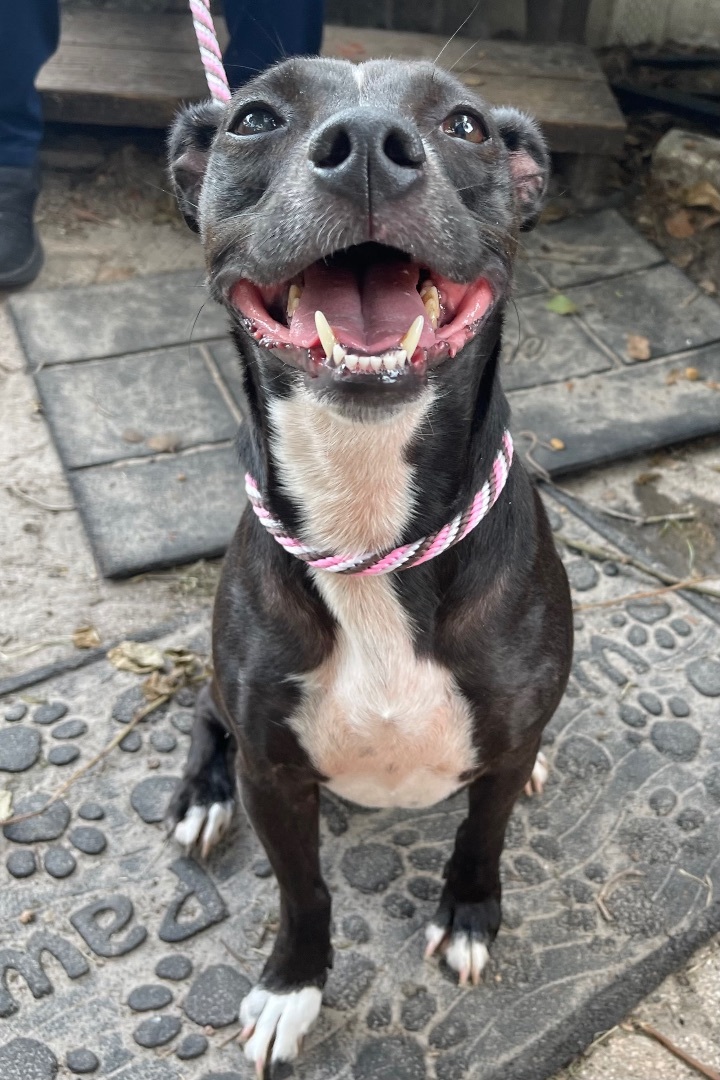 Midge, a Adoptable mixed breed in Plant City, FL image 5/8