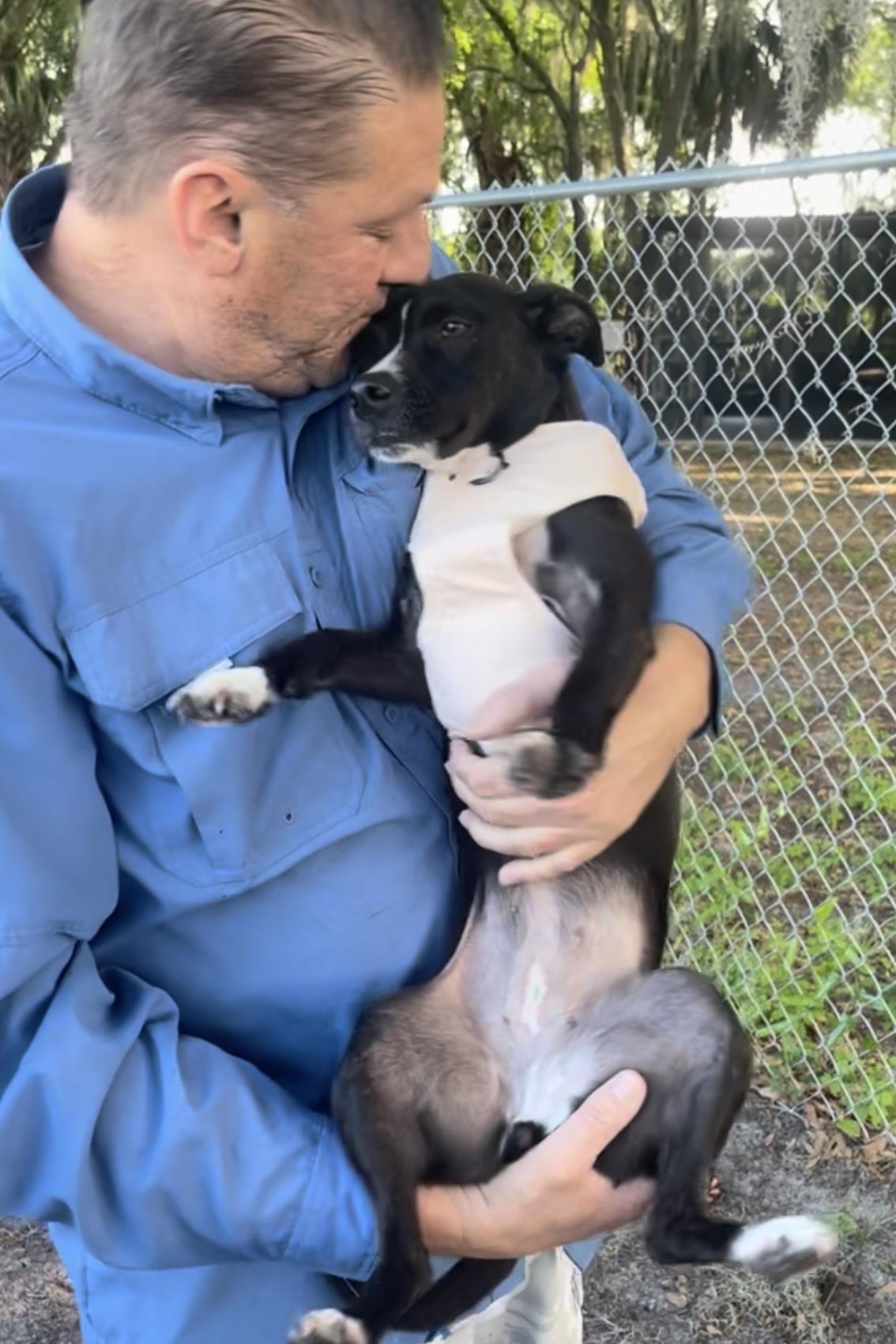 Enlarge Midge, a Adoptable mixed breed in Plant City, FL image 1/6