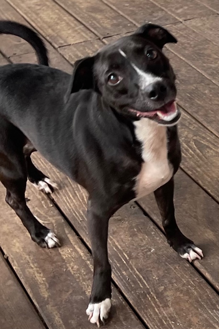 Midge, a Adoptable mixed breed in Plant City, FL image 6/8