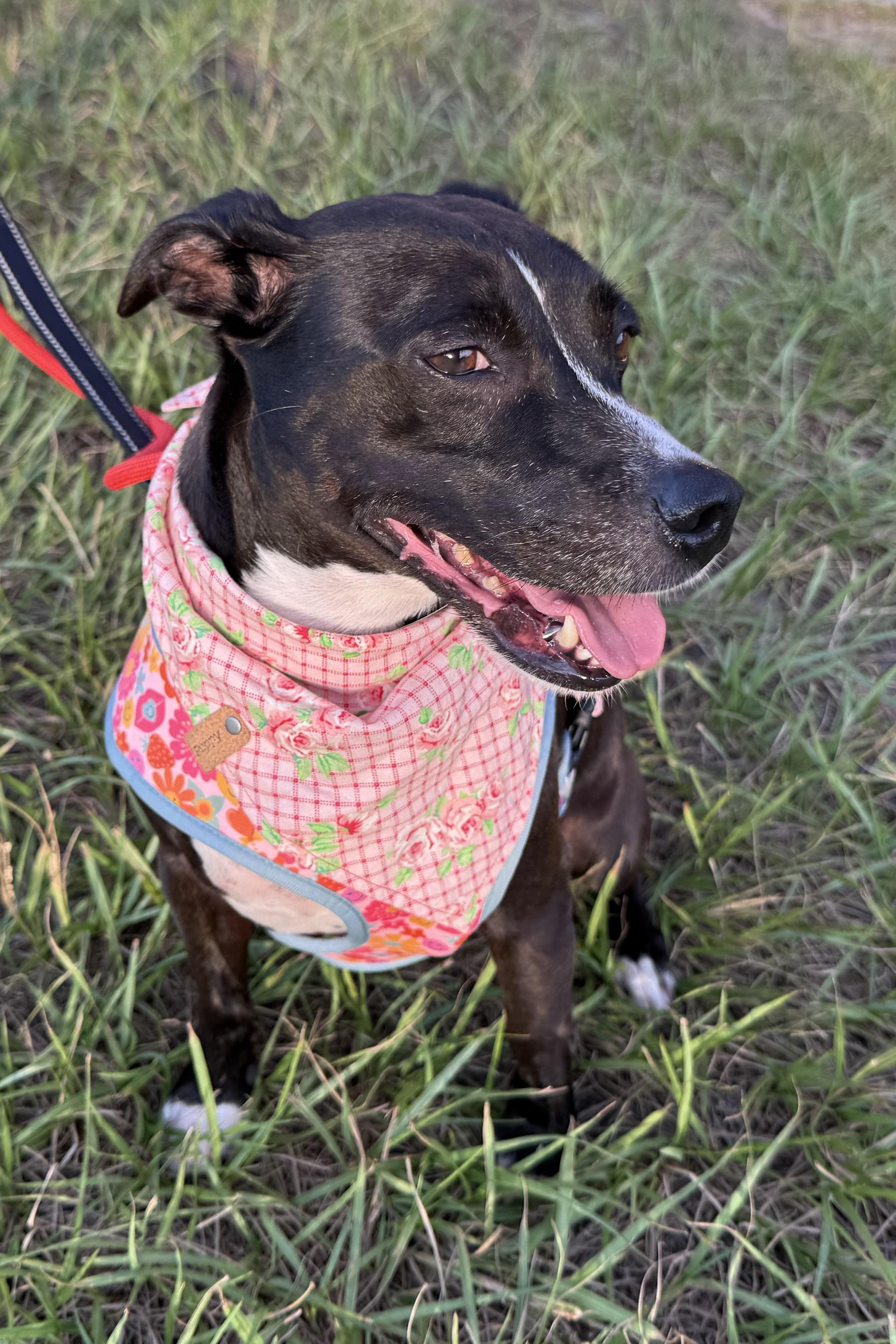Enlarge Midge, a Adoptable mixed breed in Plant City, FL image 3/6