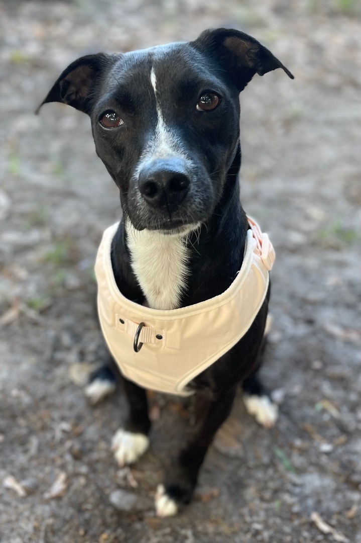 Enlarge Midge, a Adoptable mixed breed in Plant City, FL image 7/8