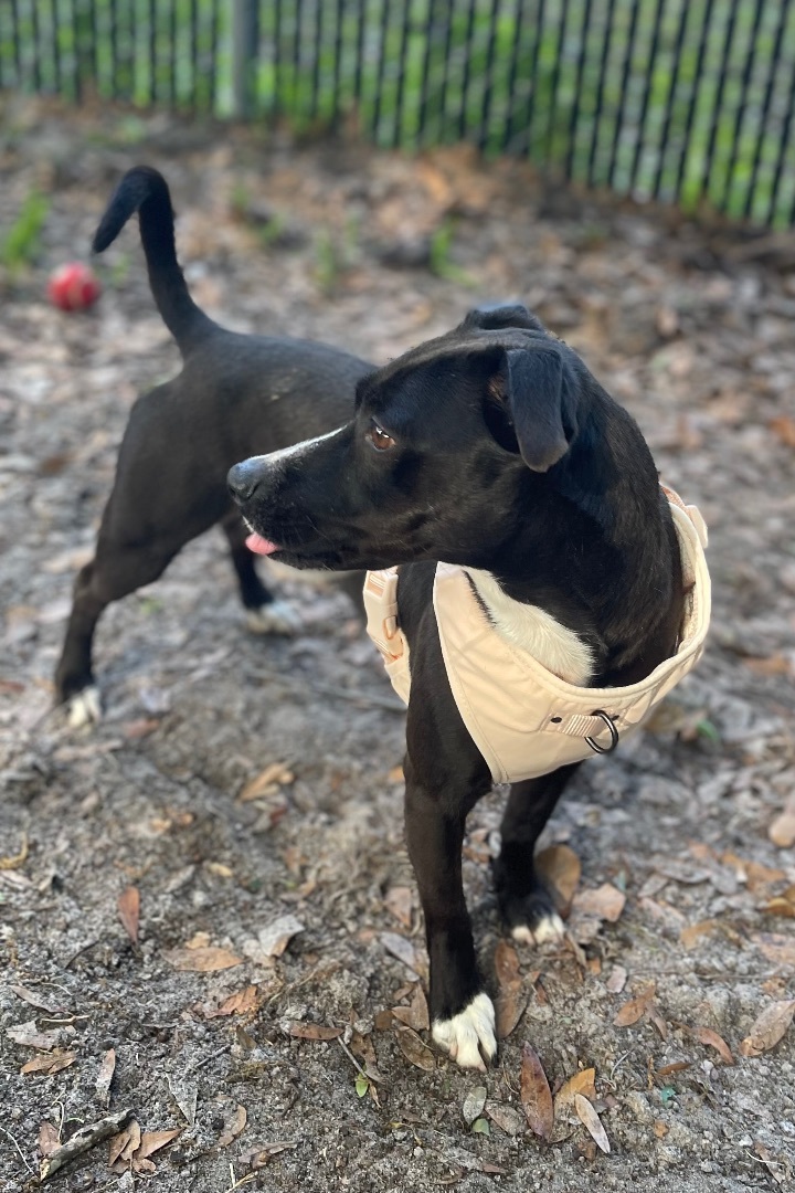 Midge, an adoptable Pit Bull Terrier, Jack Russell Terrier in Plant City, FL, 33567 | Photo Image 5