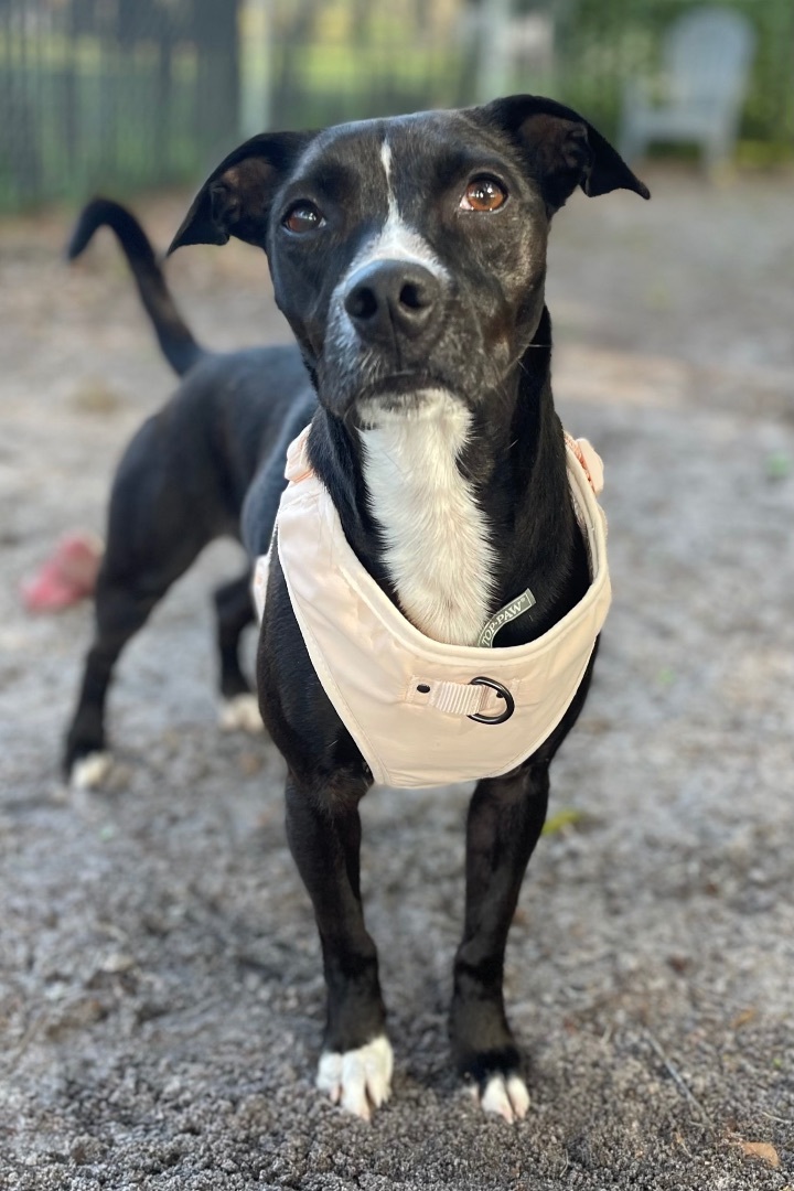 Midge, Adoptable, Senior Female Pit Bull Terrier & Jack Russell Terrier.