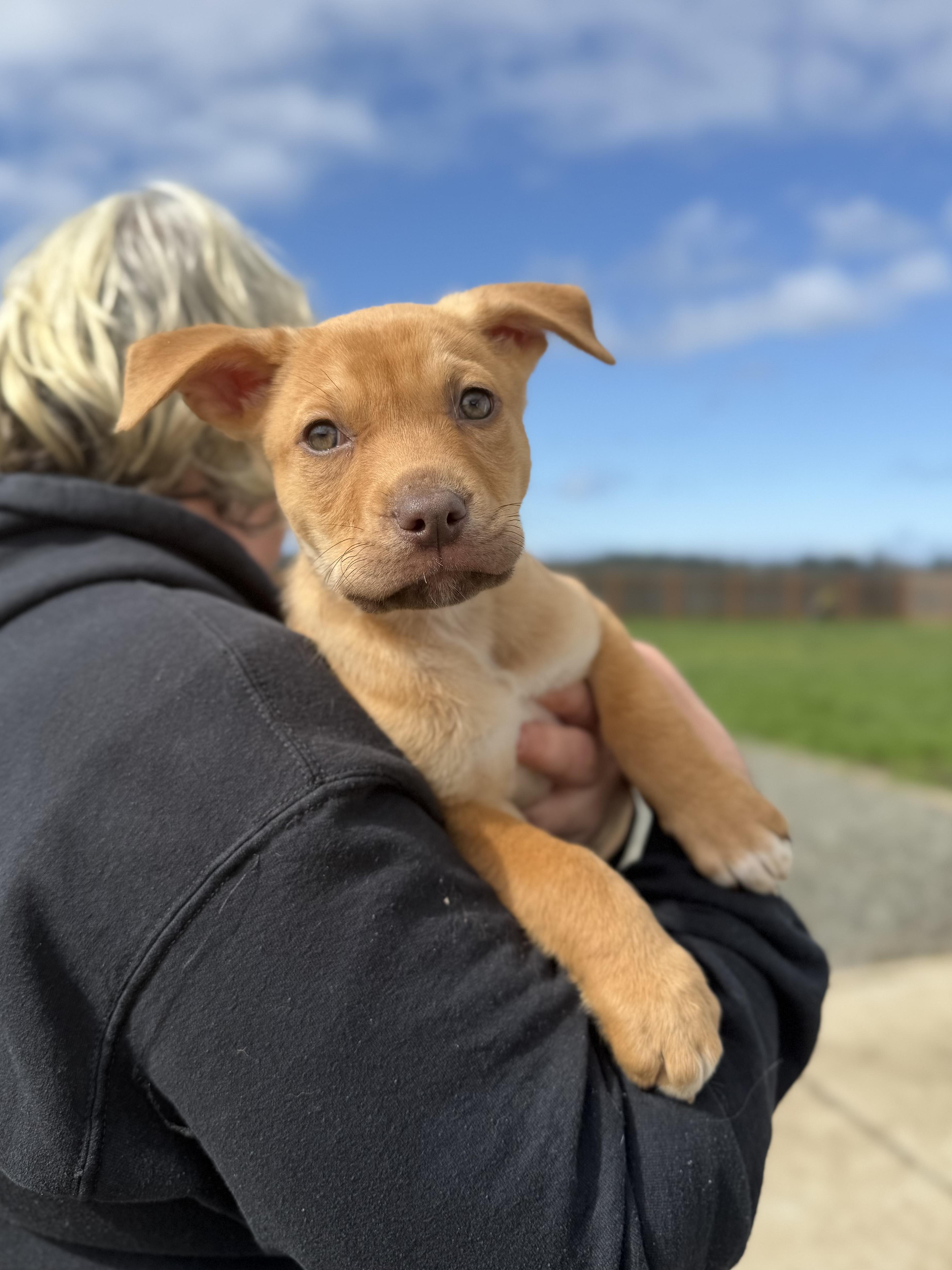 Enlarge Mac, a ADOPTABLE mixed breed in Port Angeles, WA image 1/1