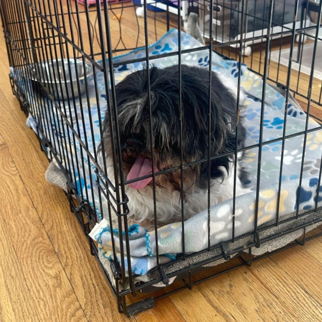 Enlarge Smokey, a Adoptable Shih Tzu in Northbrook, IL image 1/6