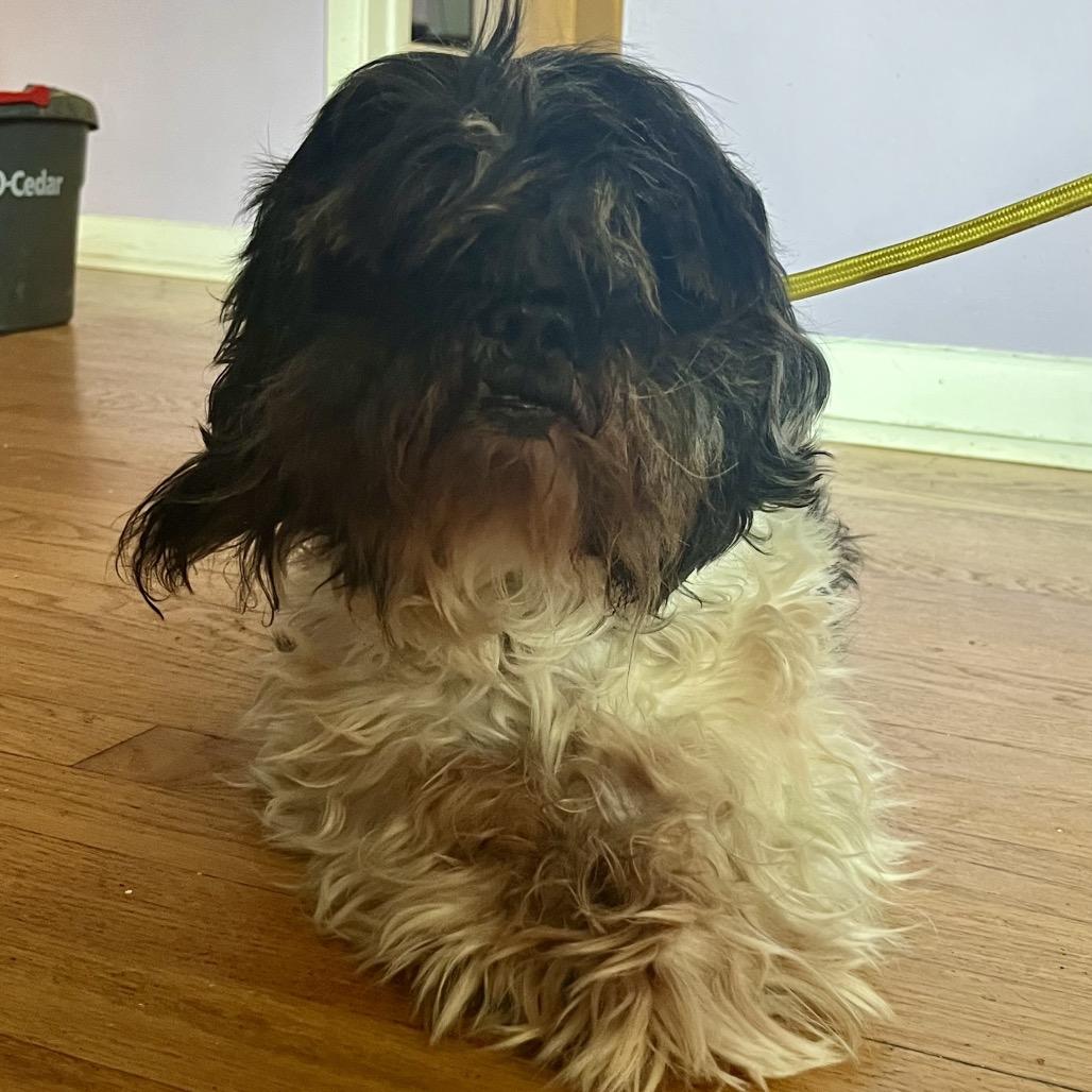 Enlarge Smokey, a Adoptable Shih Tzu in Northbrook, IL image 2/6