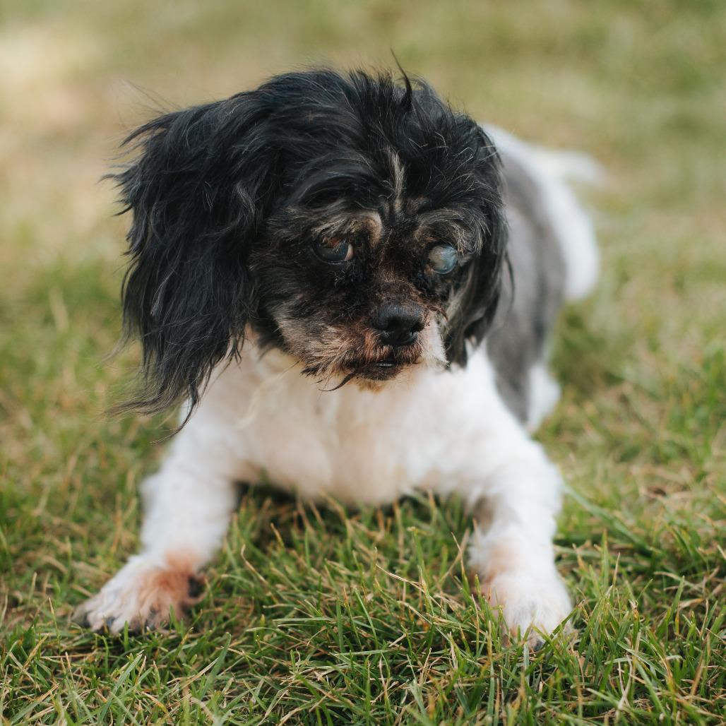 Enlarge Smokey, a Adoptable Shih Tzu in Northbrook, IL image 3/6