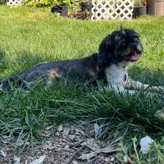 Enlarge Smokey, a Adoptable Shih Tzu in Northbrook, IL image 4/6