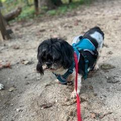 Enlarge Smokey, a Adoptable Shih Tzu in Northbrook, IL image 5/6