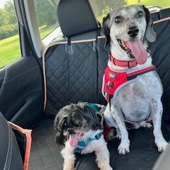 Enlarge Smokey, a Adoptable Shih Tzu in Northbrook, IL image 6/6