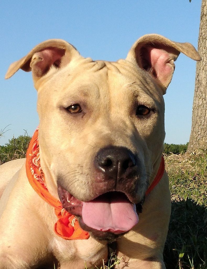 Annie - Super sweet and playful girll! (BC-280192), Baby Female unknown