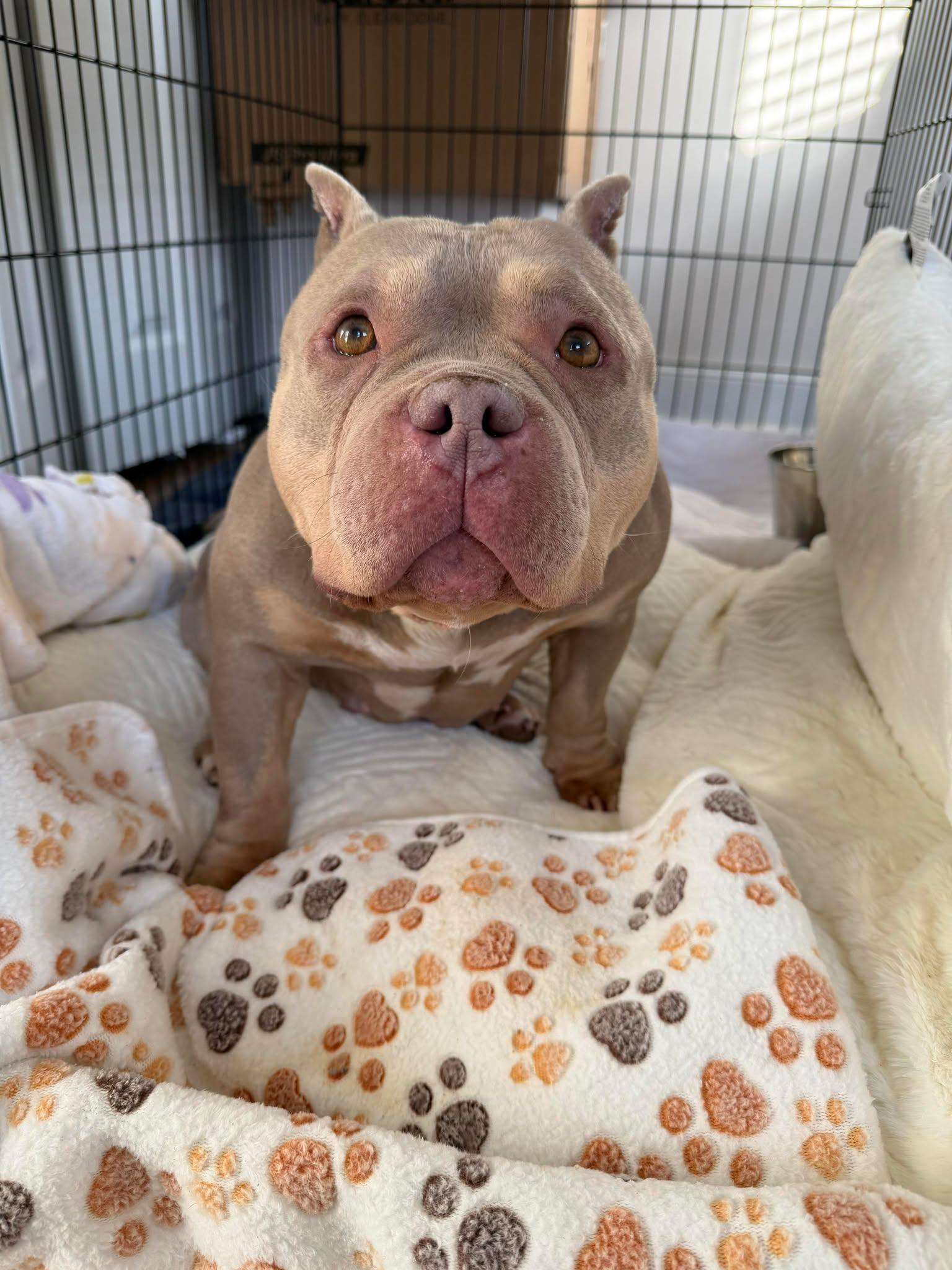 Enlarge Nina, a Adoptable mixed breed in Raytown, MO image 3/3