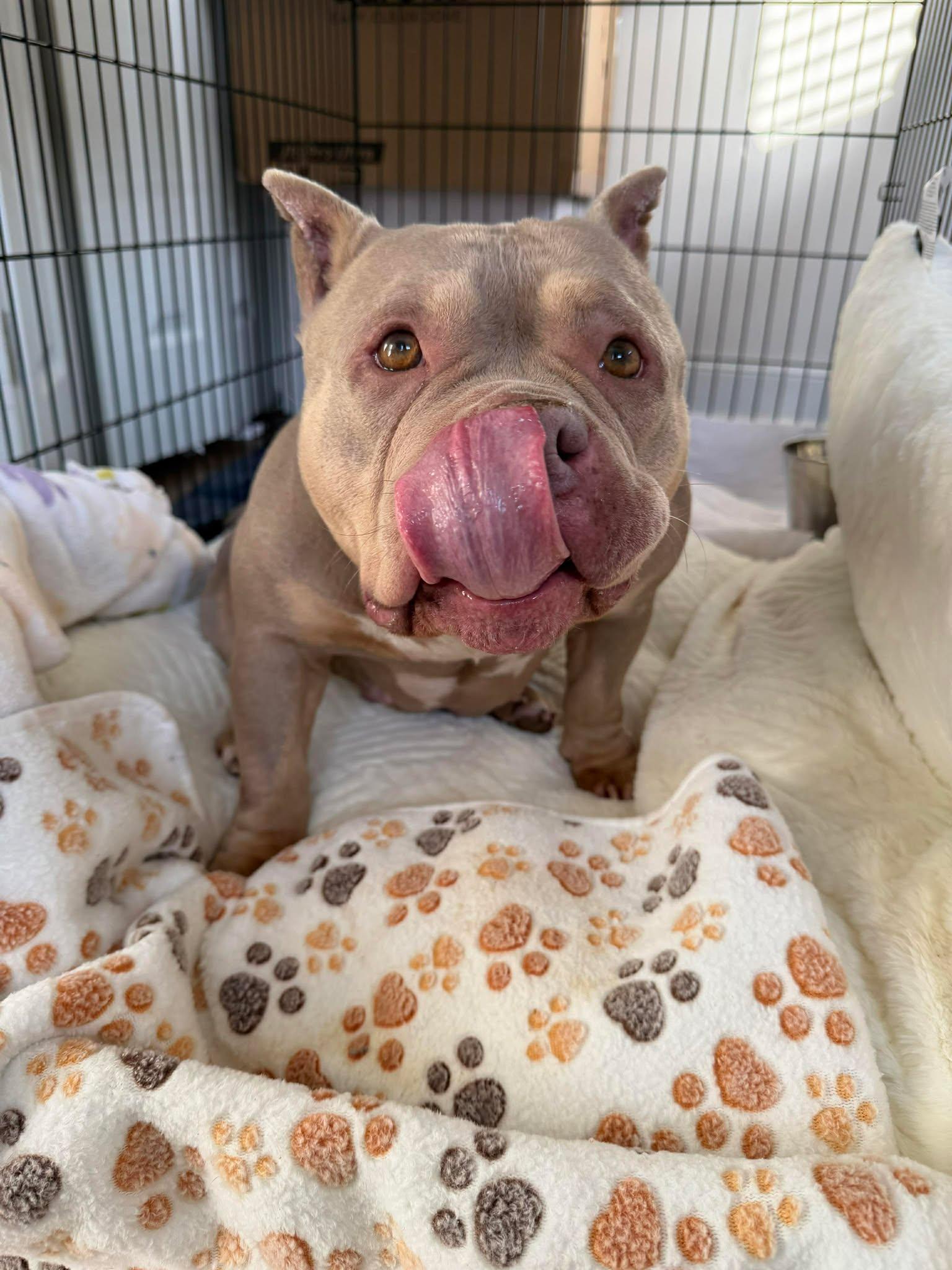 Enlarge Nina, a Adoptable mixed breed in Raytown, MO image 2/3