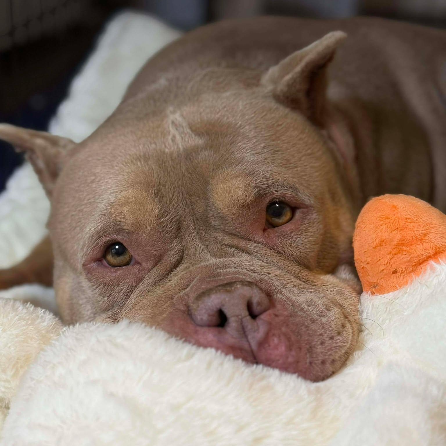 Nina, Adoptable, Adult Female American Bully.