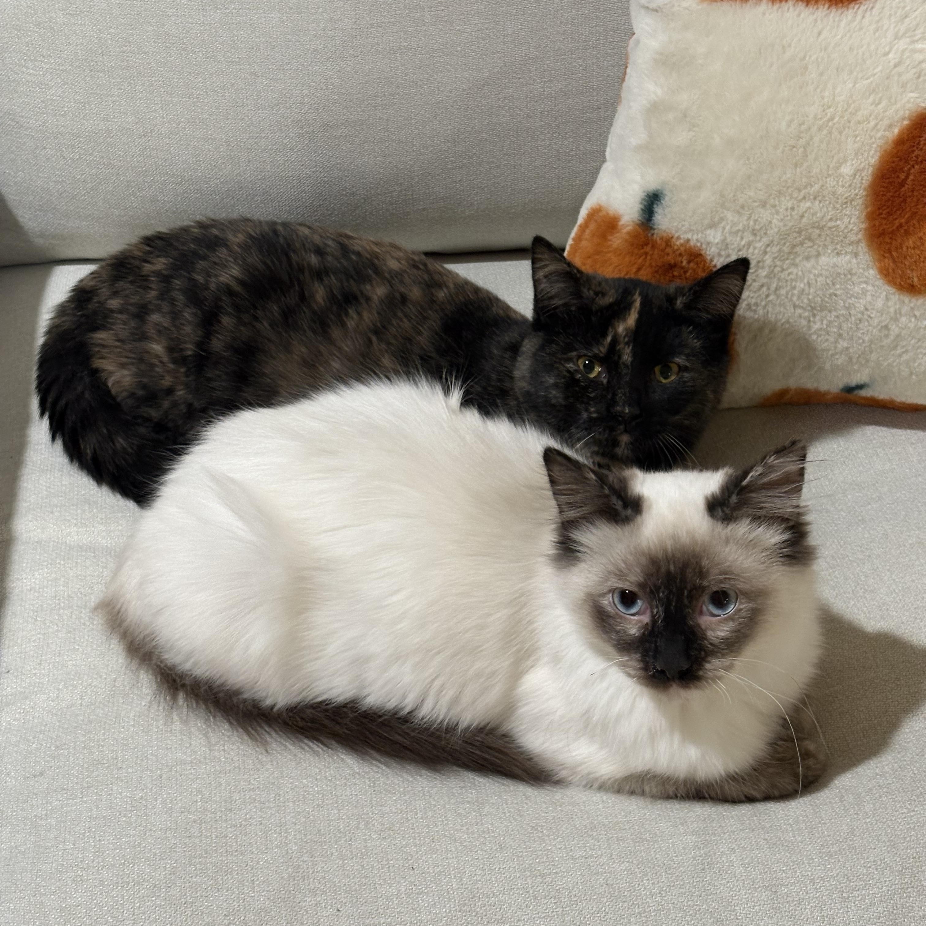 Shiva and Emmy (Bonded), ADOPTABLE, Young Female Domestic Short Hair.