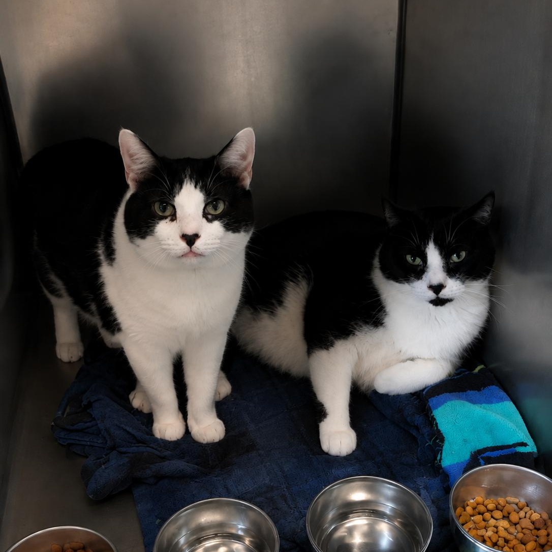 Enlarge Decmber and November, an adoptable Domestic Short Hair in Amsterdam, NY image 1/1